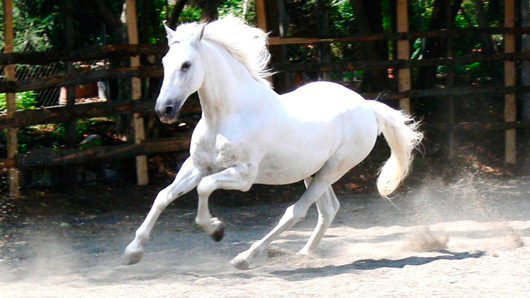 Сонник Белая лошадь. К чему снится Белая лошадь 