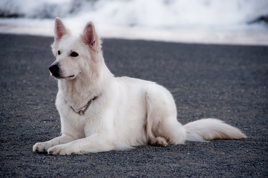 Сонник Белая собака. К чему снится Белая собака 