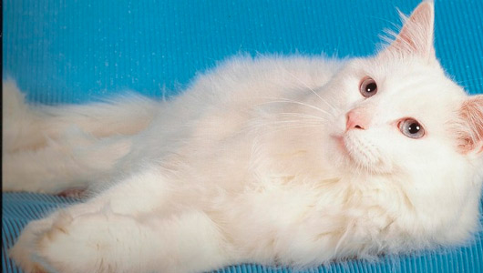 Сонник Белый кот. К чему снится Белый кот 