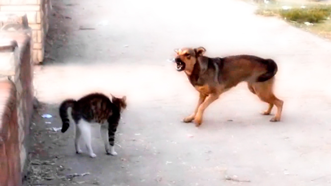 Сонник – Кошка с собакой. К чему снится Кошка с собакой 