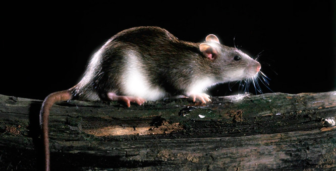 Сонник – Крыса. К чему снится Крыса 