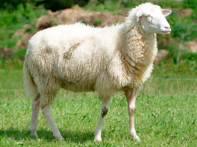 Сонник – Овца. К чему снится овца