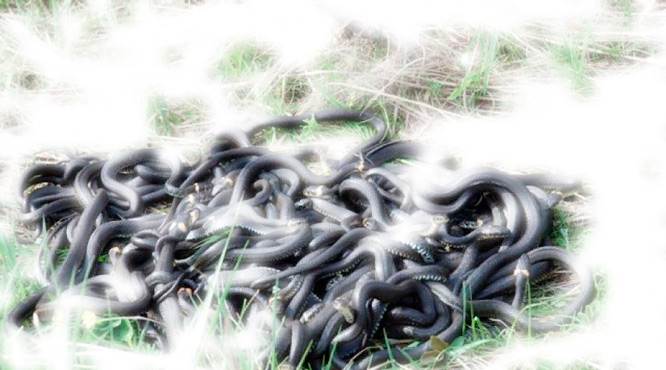 Сонник – Безголовые змеи