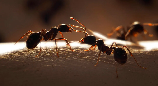 Сонник – муравей. К чему снятся муравьи 